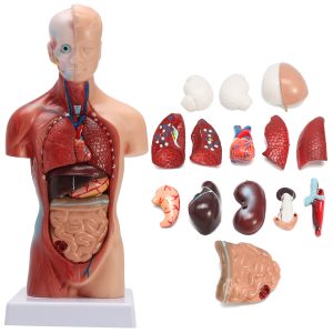STEM Human Torso Body Anatomy Medicinsk Modell Hjärta Hjärnskelett Medicinsk Skola Utbildning